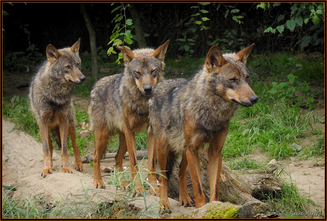 фото "dances with wolves" метки: природа, дикие животные