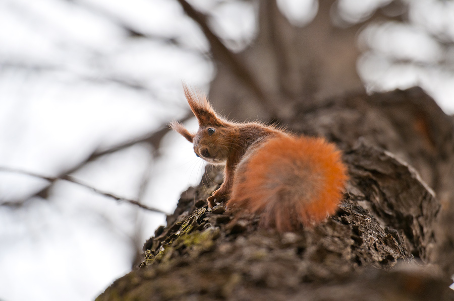 photo "..." tags: nature, wild animals