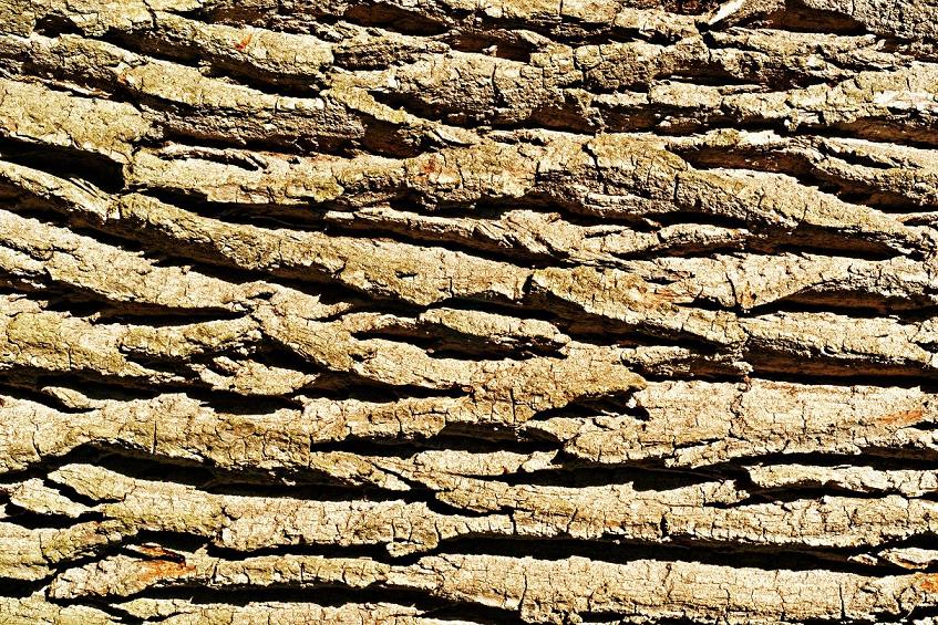 фото "wood texture" метки: пейзаж, лес
