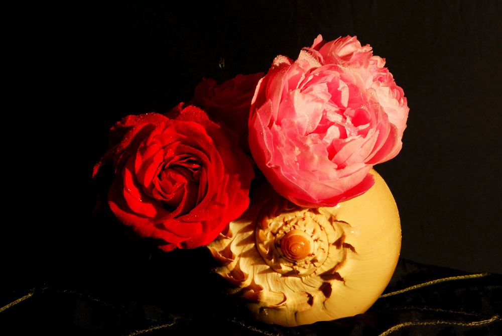 фото "roses" метки: натюрморт, 