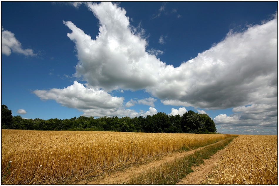 photo "Under the wing of the clouds" tags: landscape, clouds, field, forest, sky, summer