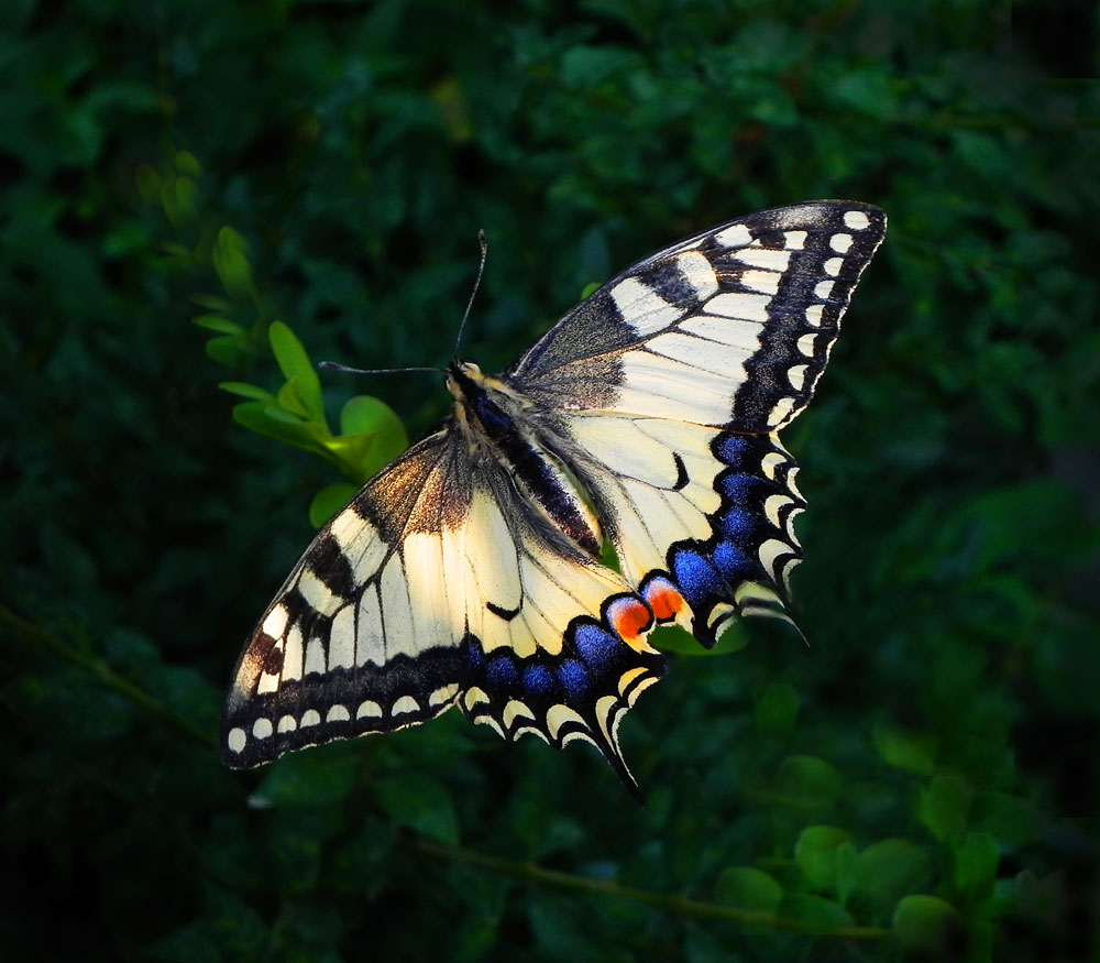 photo "***" tags: nature, macro and close-up, insect