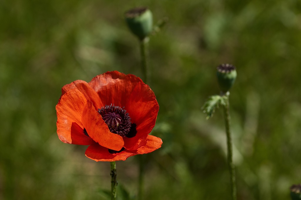 photo "***" tags: nature, macro and close-up, flowers