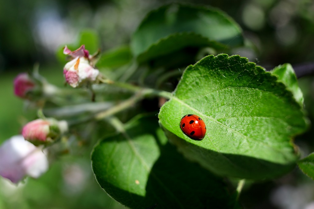 фото "утро" метки: природа, макро и крупный план, насекомое