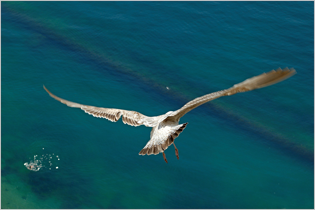 фото "fly or swim" метки: путешествия, природа, 