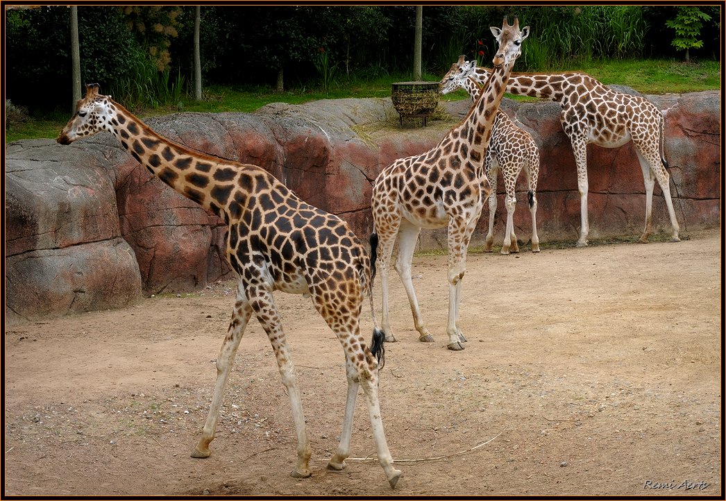 photo "family long neck" tags: nature, reporting, wild animals