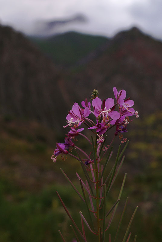 photo "***" tags: landscape, nature, flowers, sunset