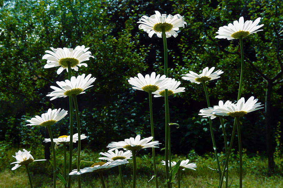 photo "Rise of daisies" tags: nature, landscape, flowers, spring