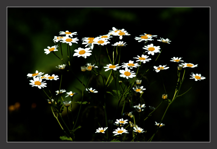 photo "ххх" tags: nature, genre, flowers