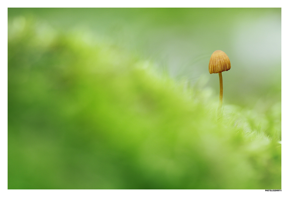 photo "Only mushroom" tags: macro and close-up, nature, flowers