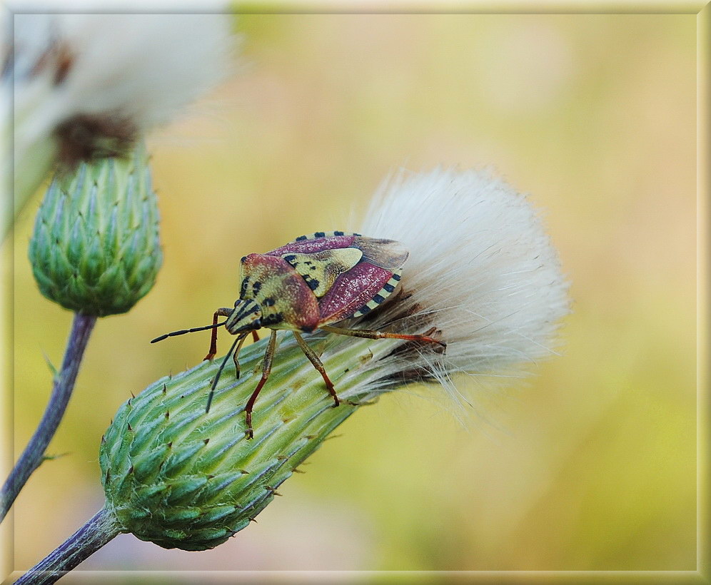 photo "***" tags: nature, macro and close-up, insect