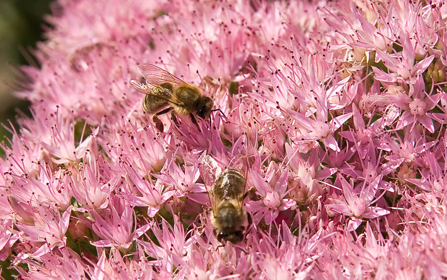 photo "***" tags: nature, flowers, insect