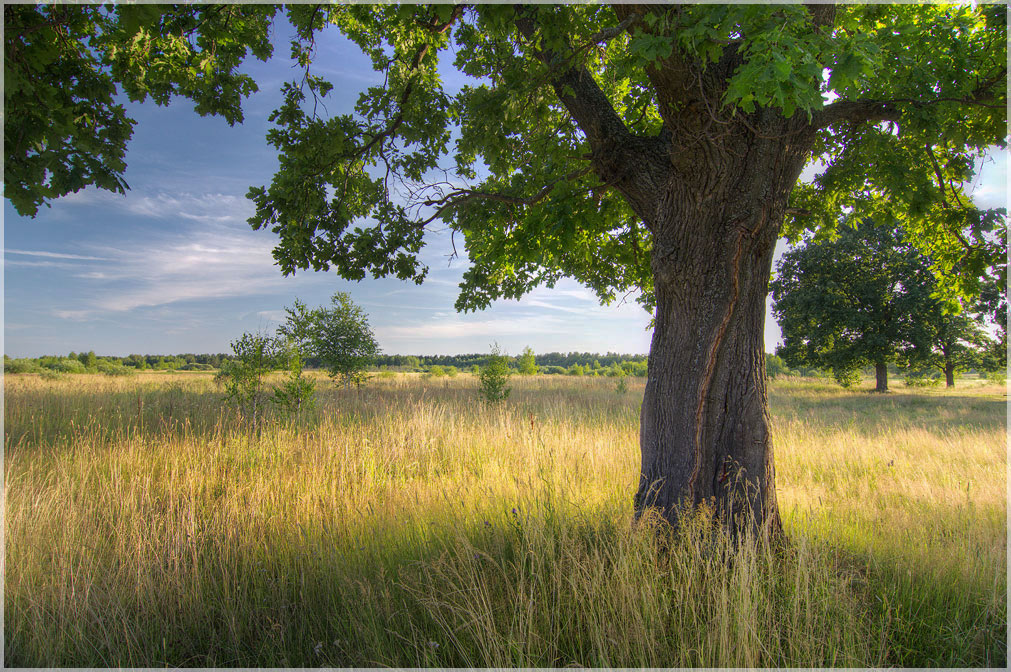 фото "В тени раскидистого дуба" метки: пейзаж, лето, одинокое дерево