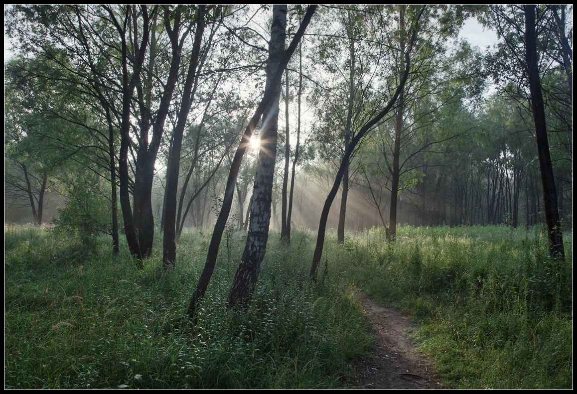 photo "cobweb morning" tags: landscape, forest, summer