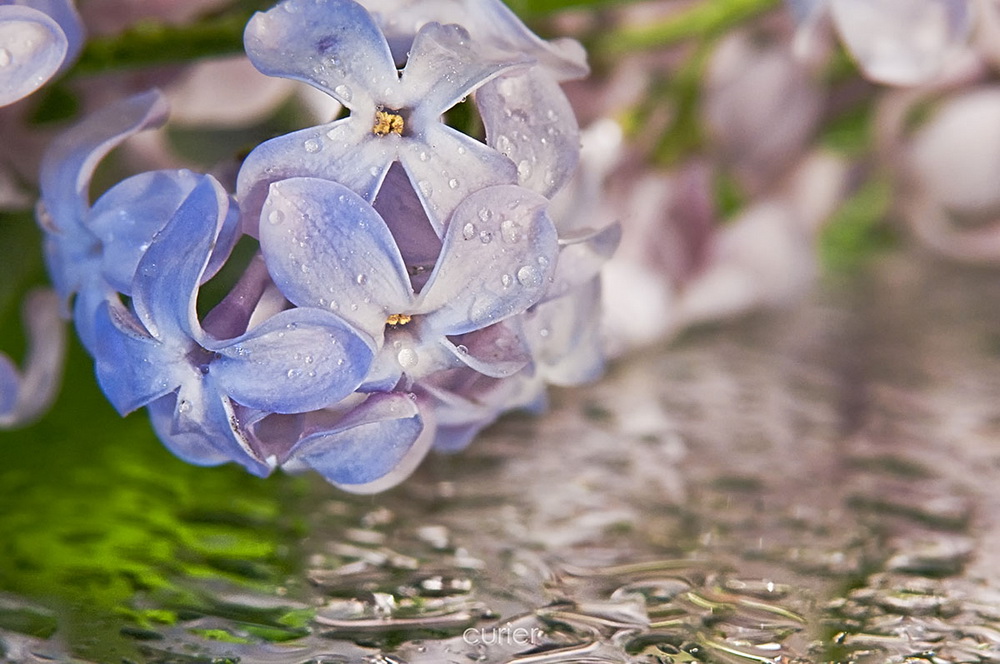 photo "***" tags: macro and close-up, nature, flowers