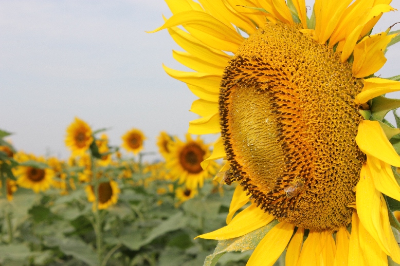 photo "Sunflower king!" tags: nature, flowers