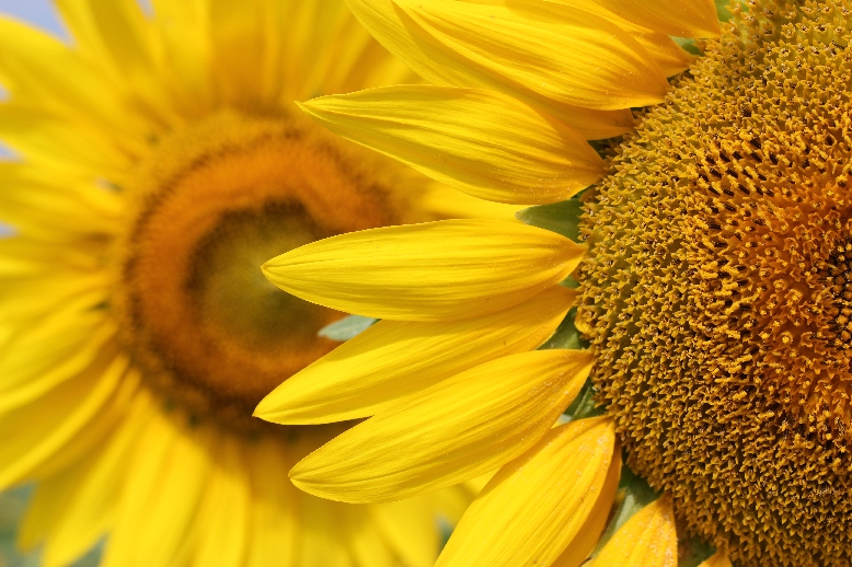 photo "Sunflower" tags: nature, flowers