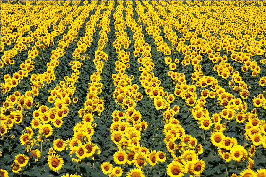 фото "Field with a thousand suns" метки: пейзаж, лето, подсолнух, поле