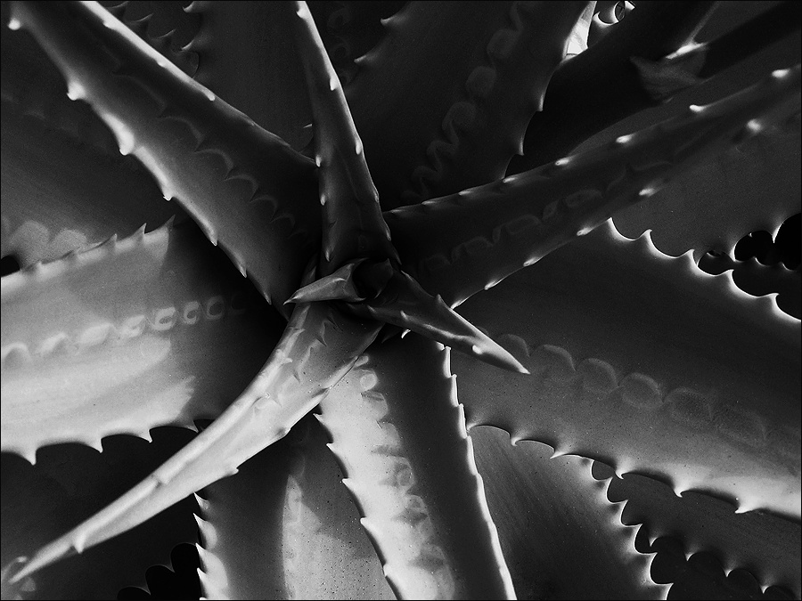 photo "Aloe" tags: abstract, black&white, 