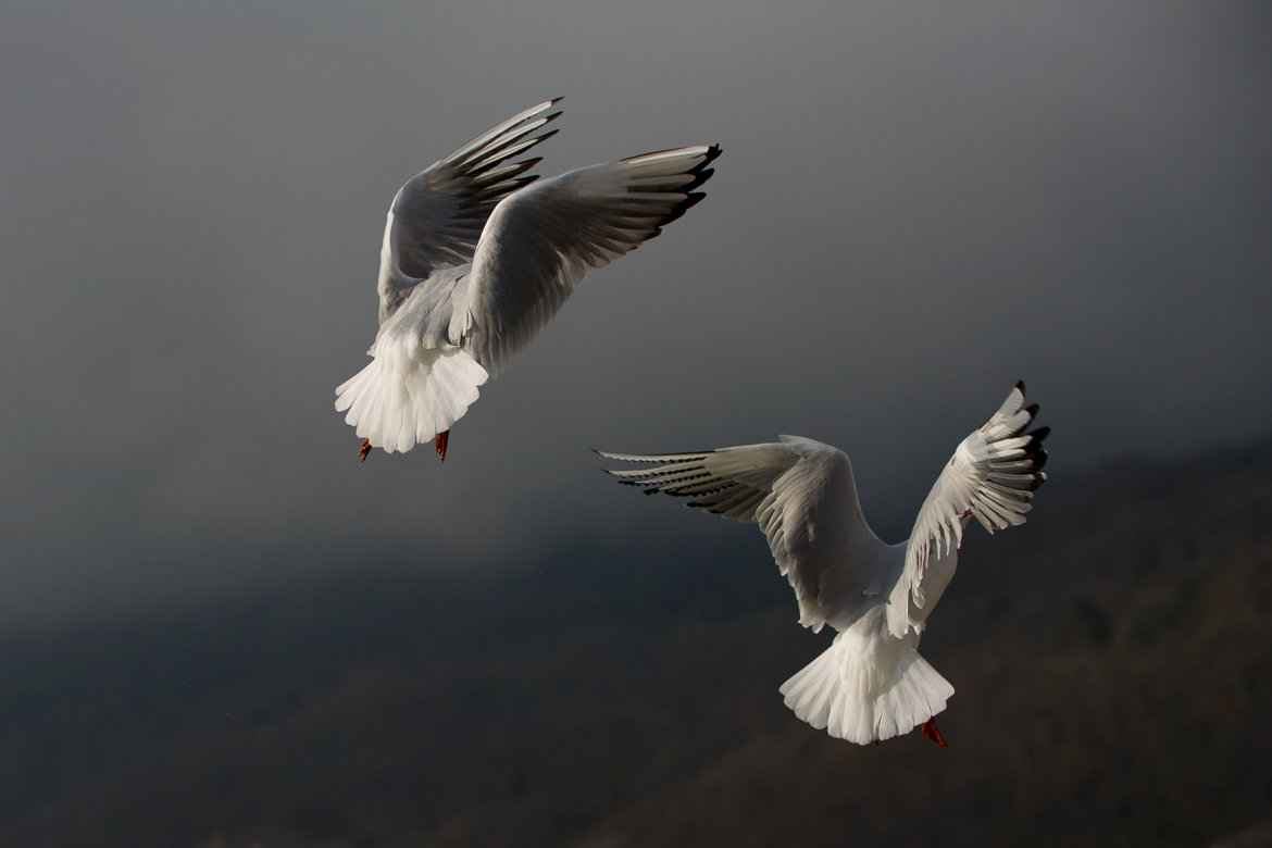 photo "Sandales de Mercure" tags: nature, misc., wild animals