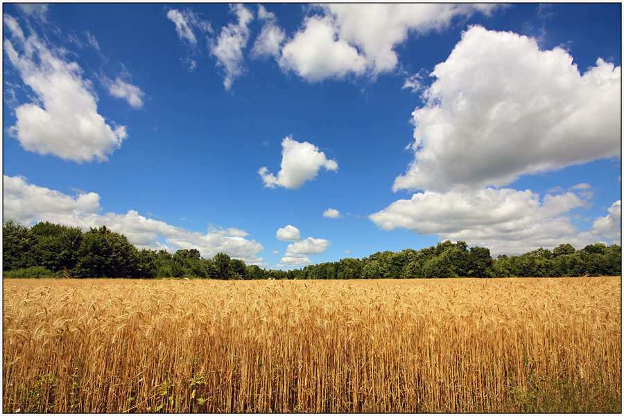 фото "Promising harvest" метки: пейзаж, лес, лето, небо, облака, поле