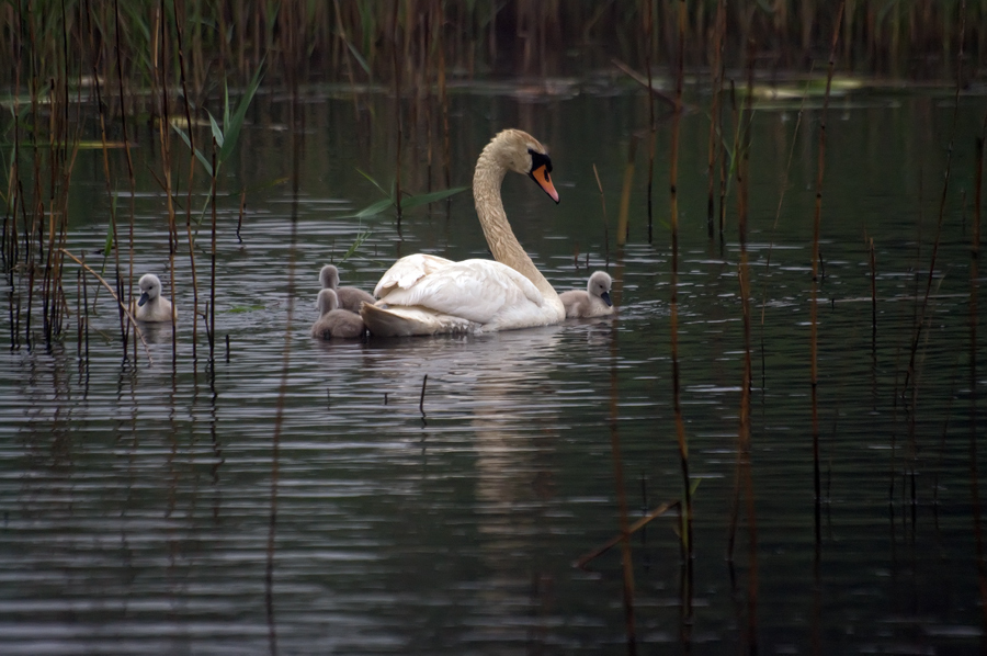 photo "***" tags: nature, wild animals