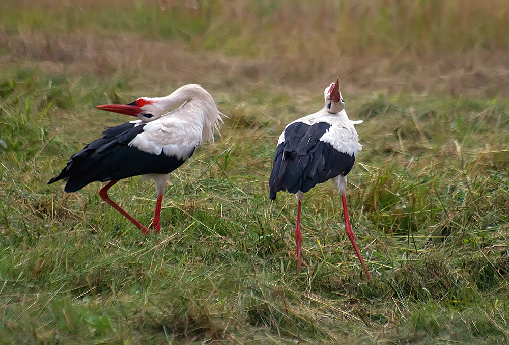 photo "***" tags: nature, wild animals