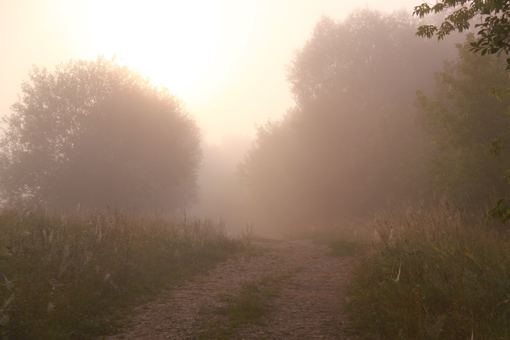 фото "В тумане утра" метки: пейзаж, лес, лето