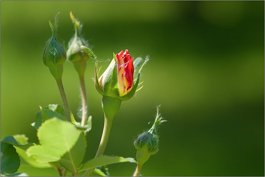 photo "***" tags: nature, flowers