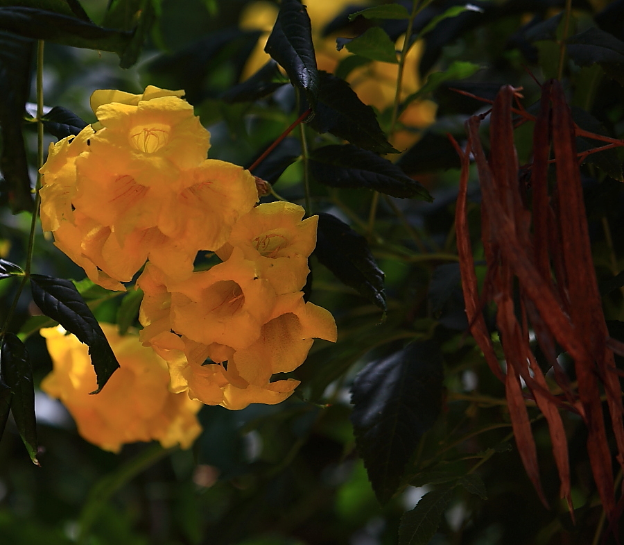 photo "***" tags: nature, flowers