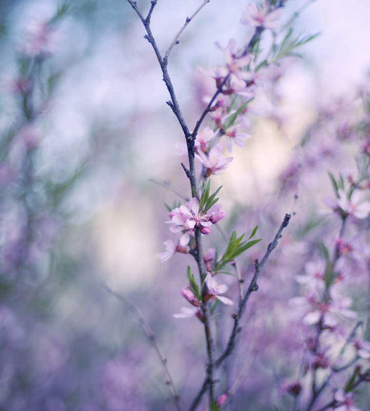 photo "***" tags: nature, flowers