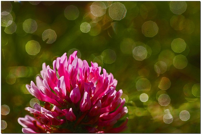 фото "Clover" метки: природа, макро и крупный план, цветы