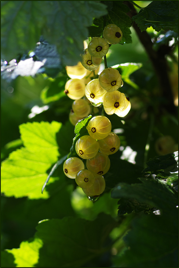 photo "***" tags: nature, flowers