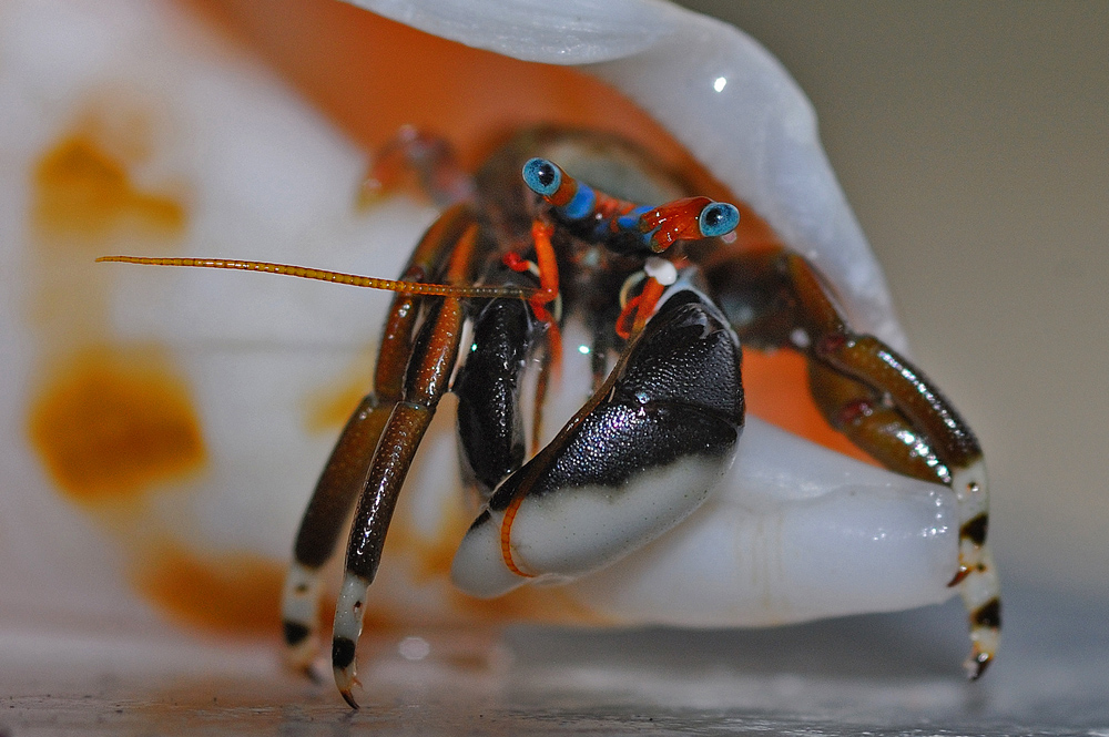 photo "***" tags: macro and close-up, 