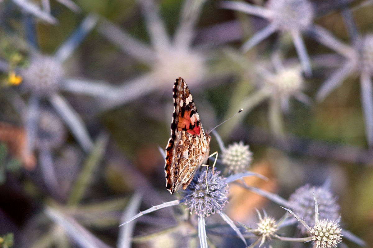 photo "***" tags: nature, 