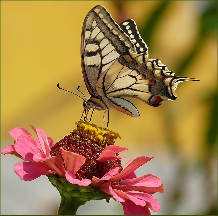photo "Papilio machaon" tags: nature, insect