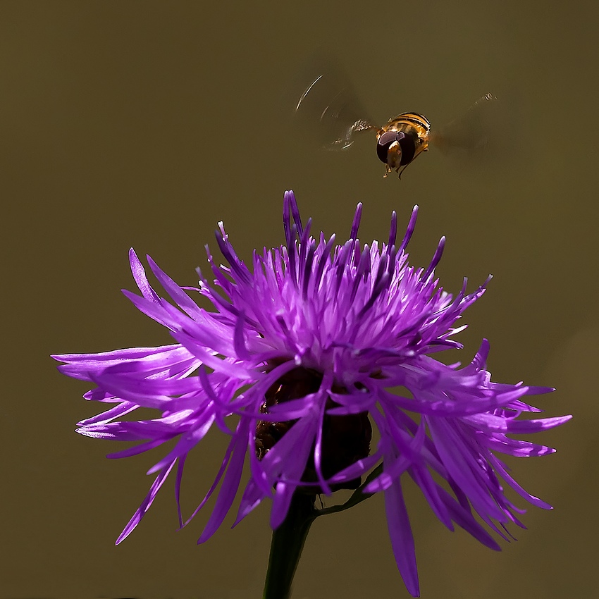 photo "***" tags: nature, flowers, insect