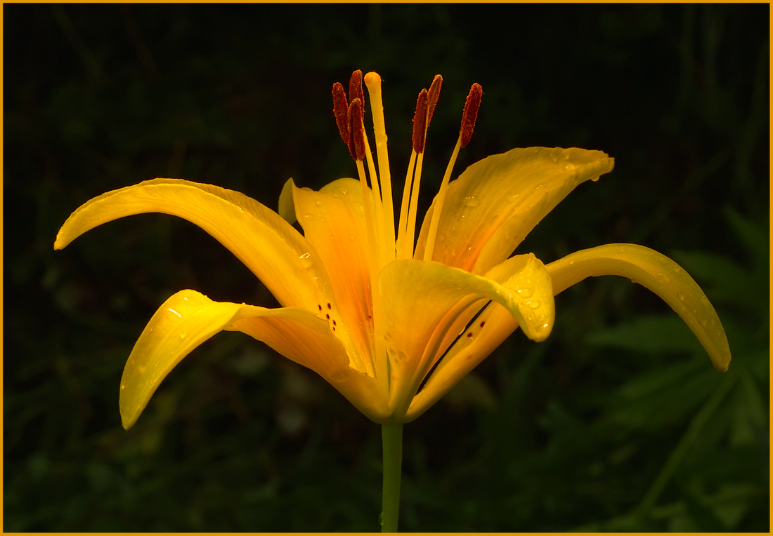 photo "***" tags: nature, flowers