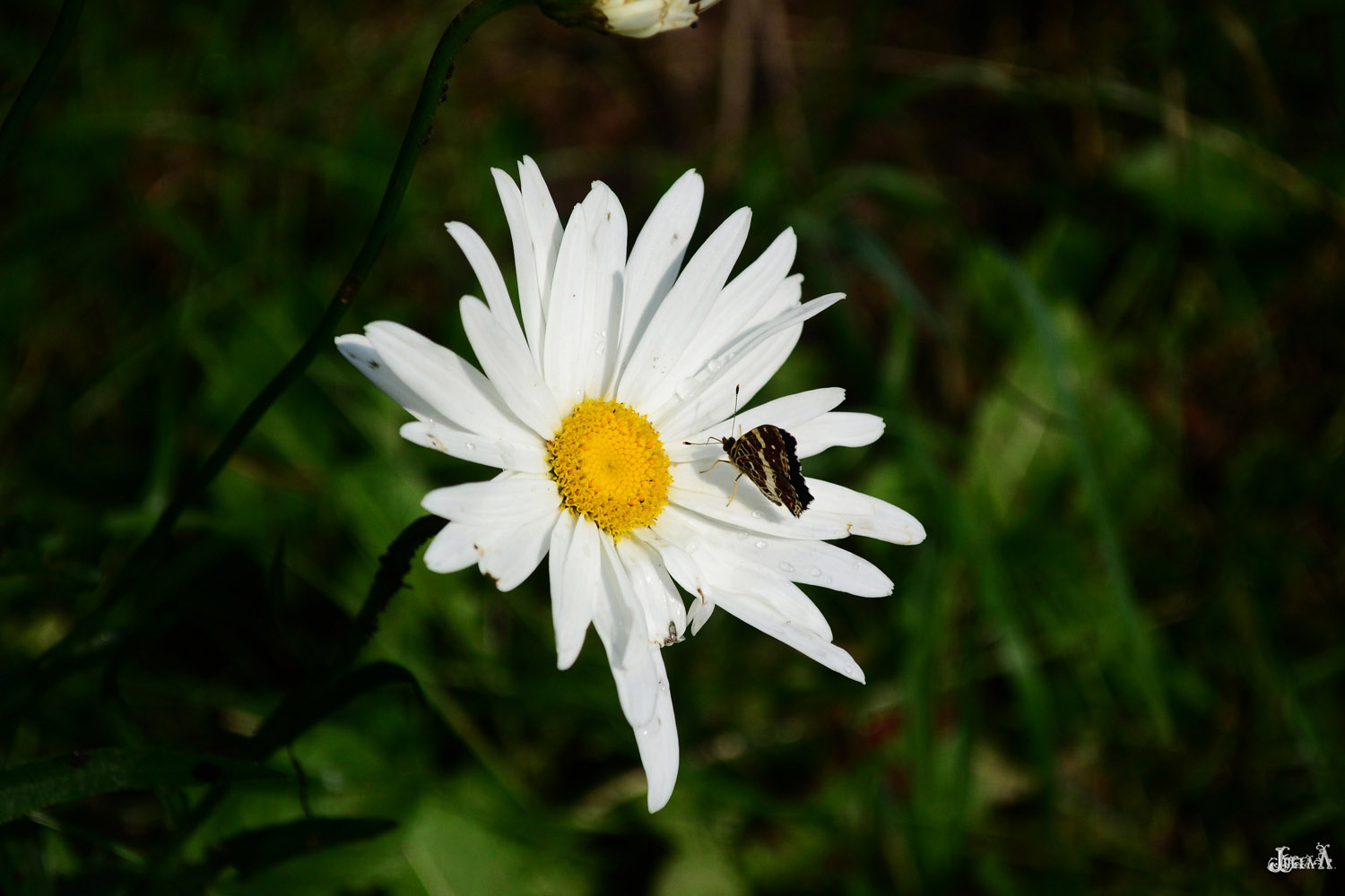 photo "***" tags: nature, flowers