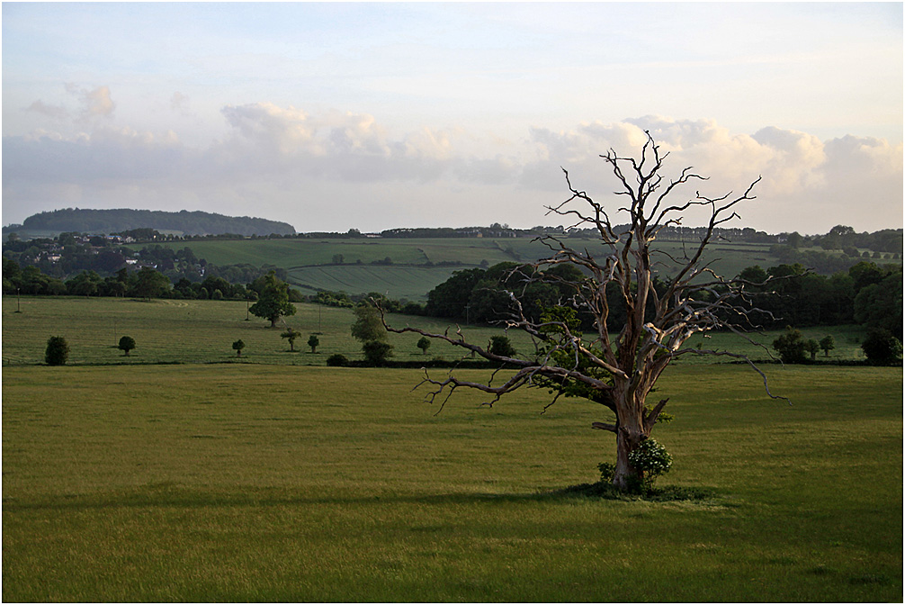 photo "***" tags: landscape, tree, дерева