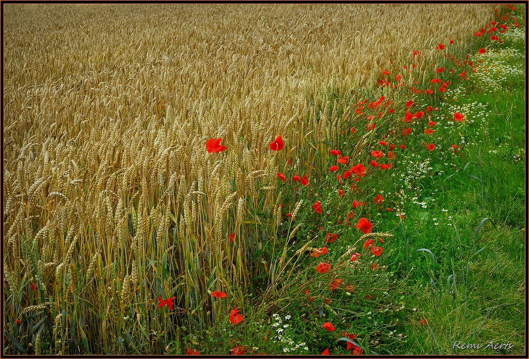 photo "***" tags: landscape, nature, flowers, summer