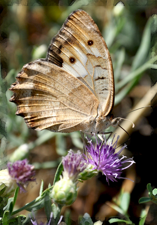 photo "***" tags: nature, macro and close-up, insect