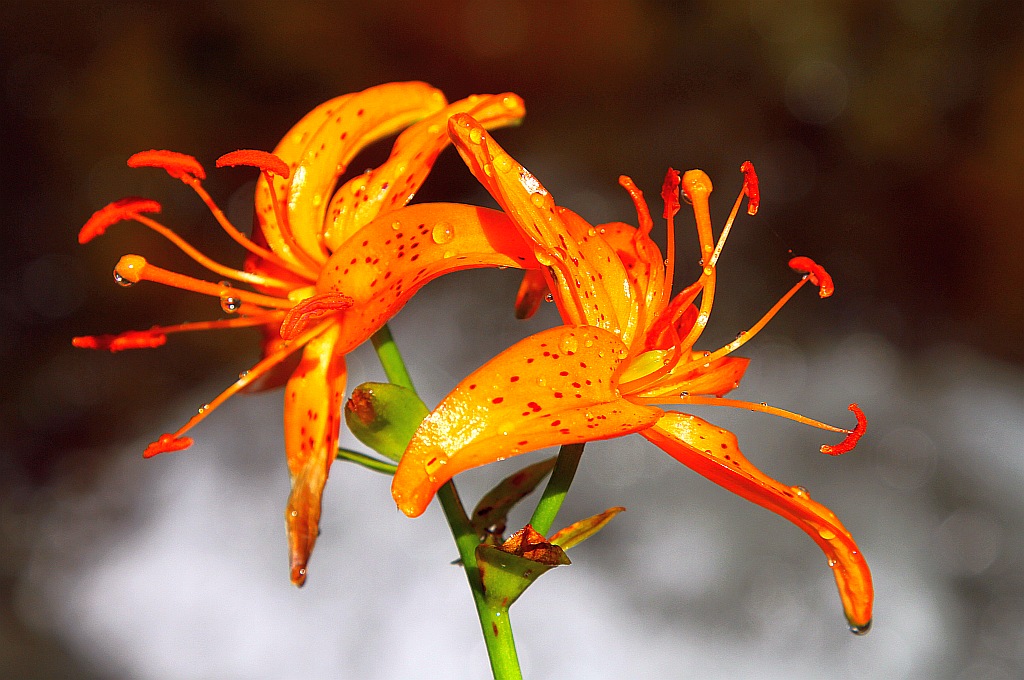 photo "***" tags: nature, flowers