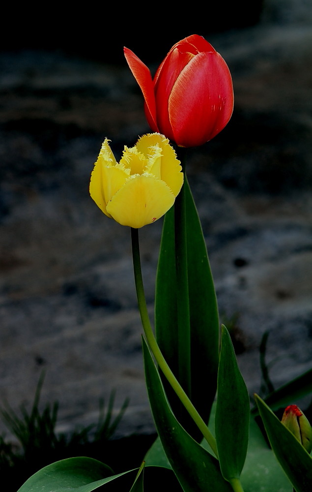 photo "***" tags: nature, flowers