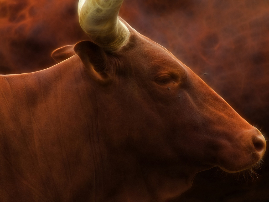 photo "Watusi cattle" tags: nature, pets/farm animals, wild animals