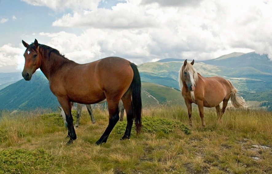 фото "Свобода в горах" метки: природа, домашние животные