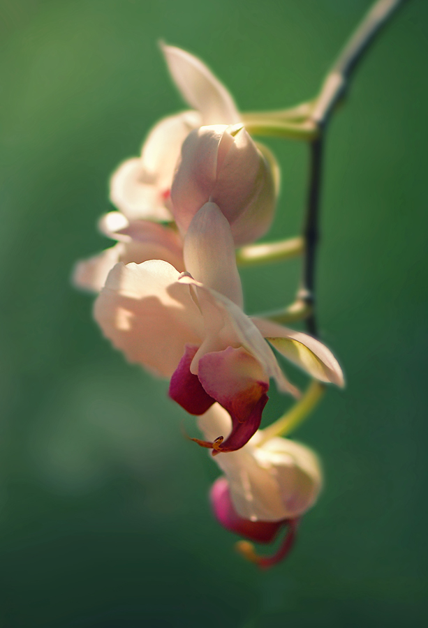 photo "***" tags: nature, flowers