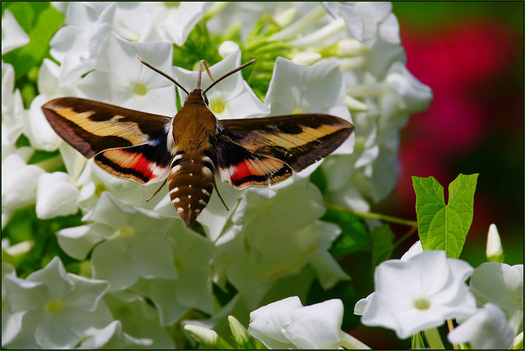 photo "***" tags: nature, insect