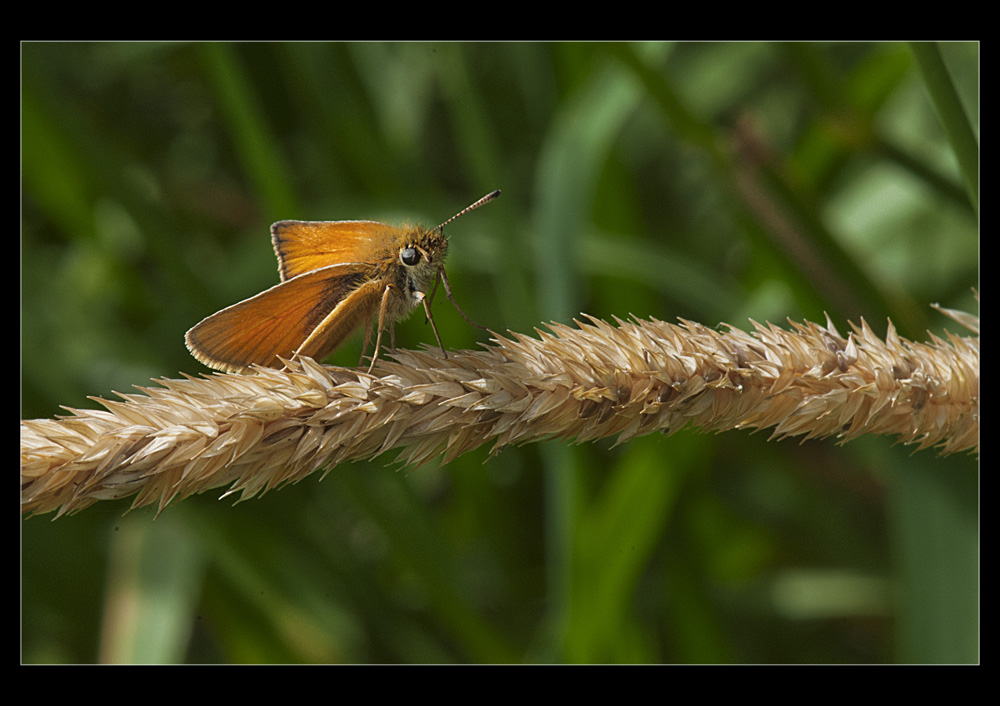 photo "Little critter" tags: nature, insect