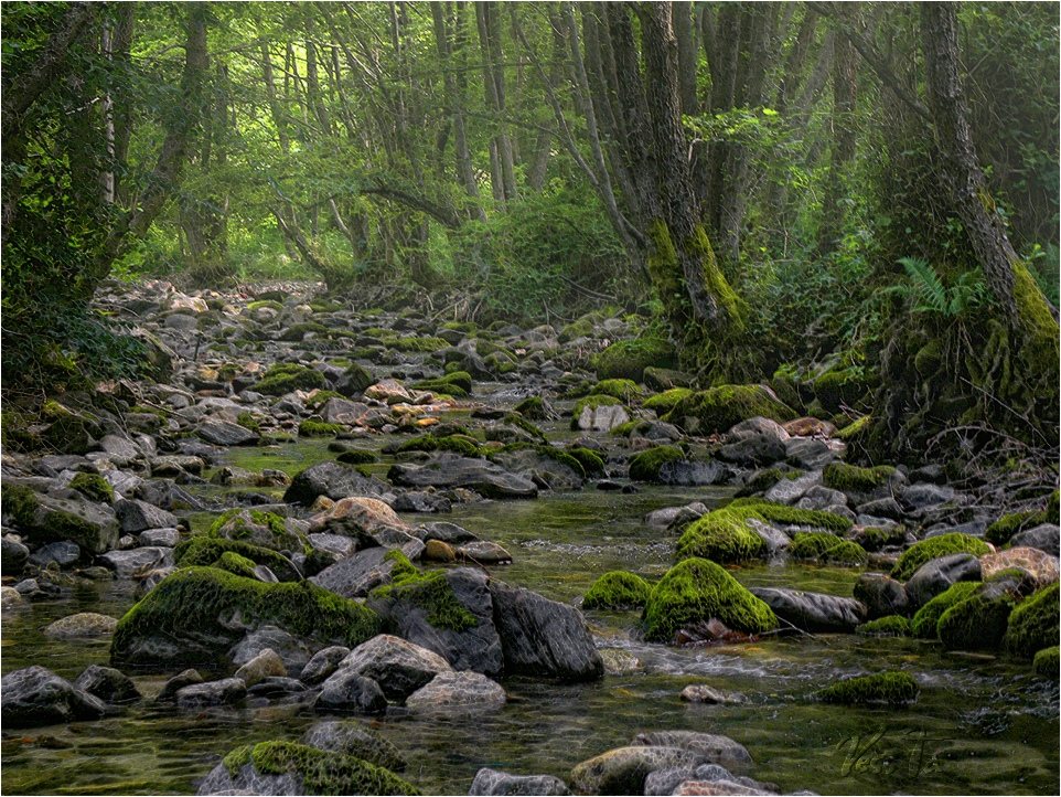 photo "***" tags: landscape, forest, water